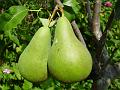 2009-0817-1540_Pears_23,1C